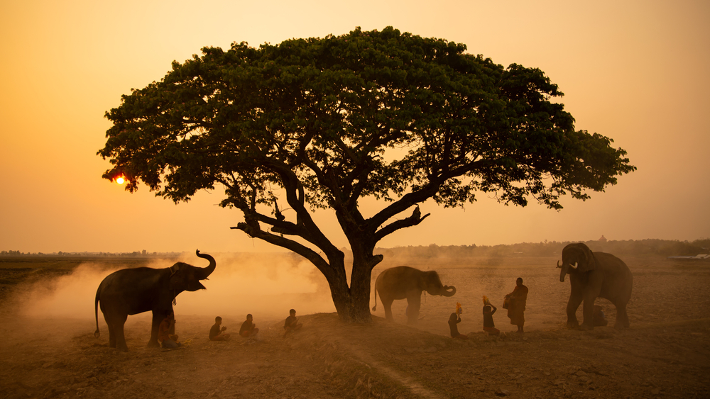 Silhouetted,Of,Unrecognized,People,Sitting,On,Grass,By,Tree,With